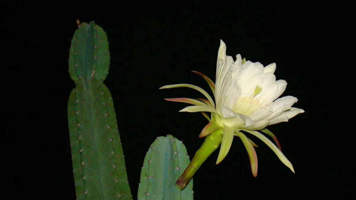 Cactus Flower Characteristics