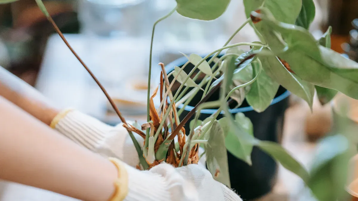 Using Your DIY Rose Potting Soil