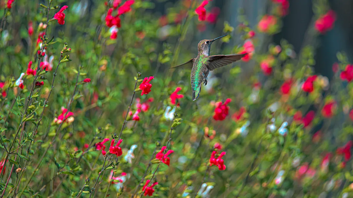 Light Requirements for Hummingbird Lunch Plant