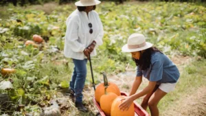 When to Harvest Pumpkins for the Perfect Fall Crop