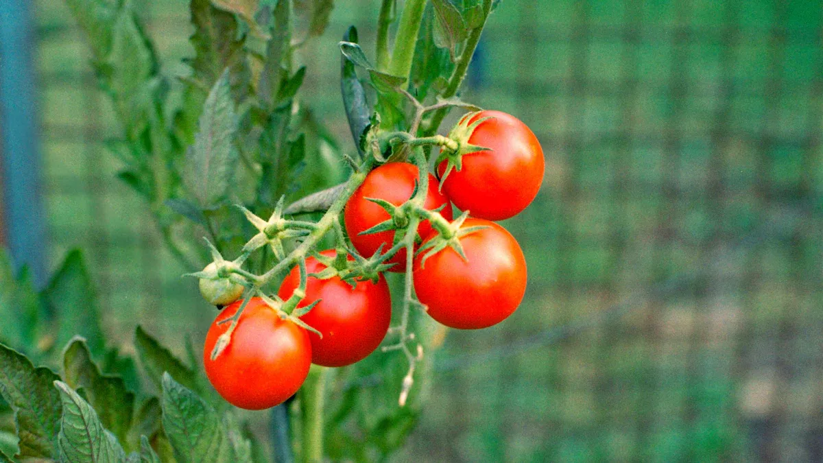 Identifying Blossom-End Rot