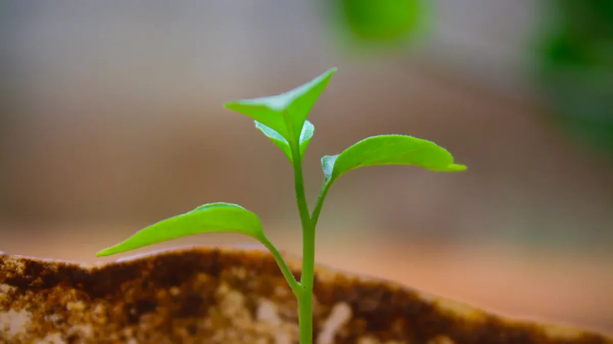 Dos for Fertilizing Your Yucca Plant