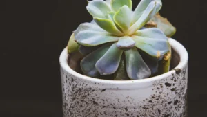 How to Prevent Split Rock Plant from Rotting: Essential Care Tips