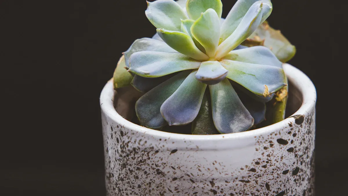 How to Prevent Split Rock Plant from Rotting: Essential Care Tips