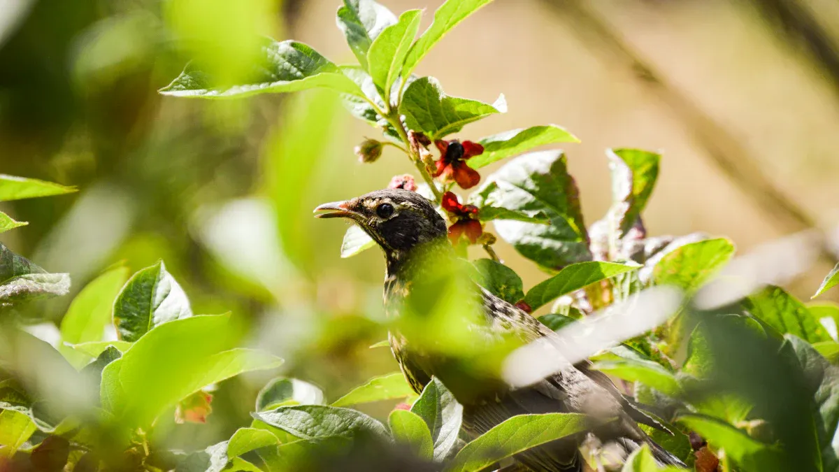 Symptoms of Bald Cypress Tree Diseases