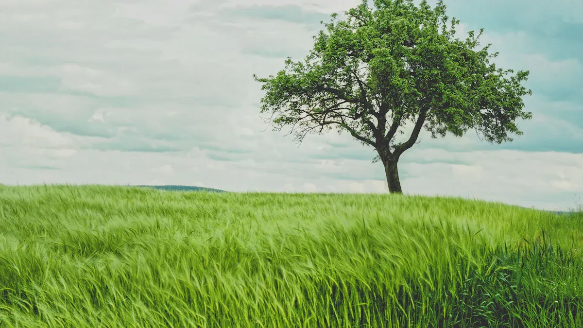 Growing Figs: Site and Soil