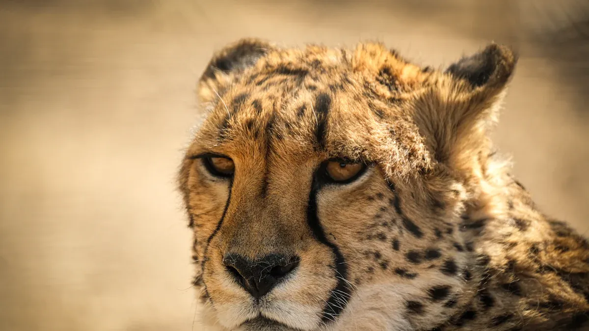 Top Predators and Their Impact on Trophic Dynamics