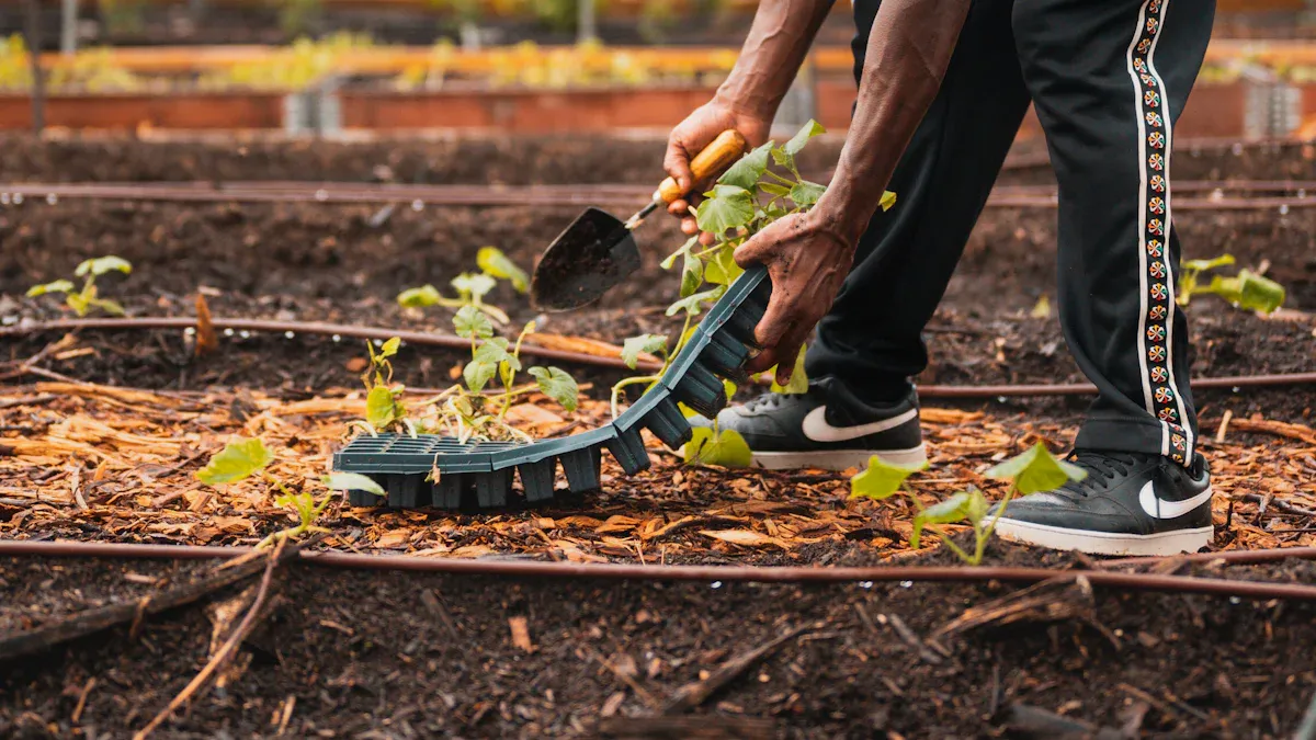 Tools to Divide Hostas