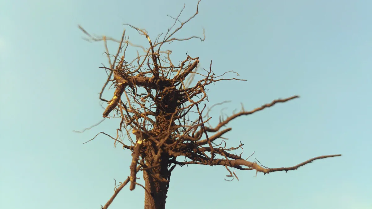 Periwinkle Roots Anatomy