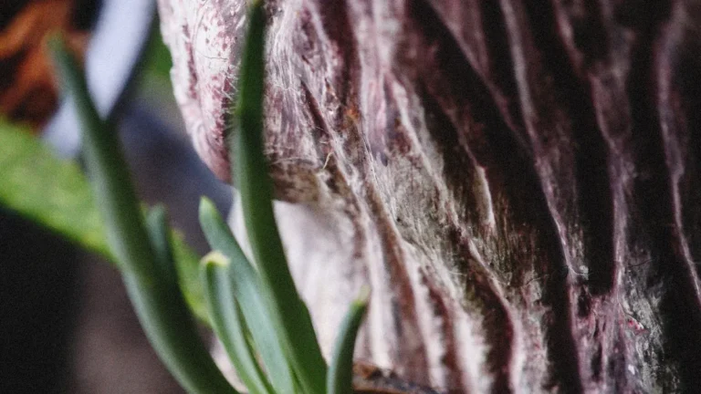 Onion-Growing Tips