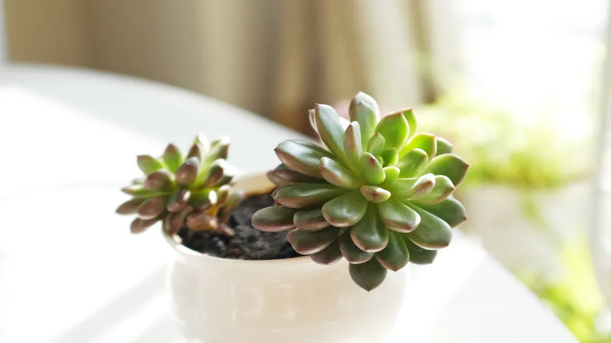 Watering to Prevent Split Rock Plant Rotting