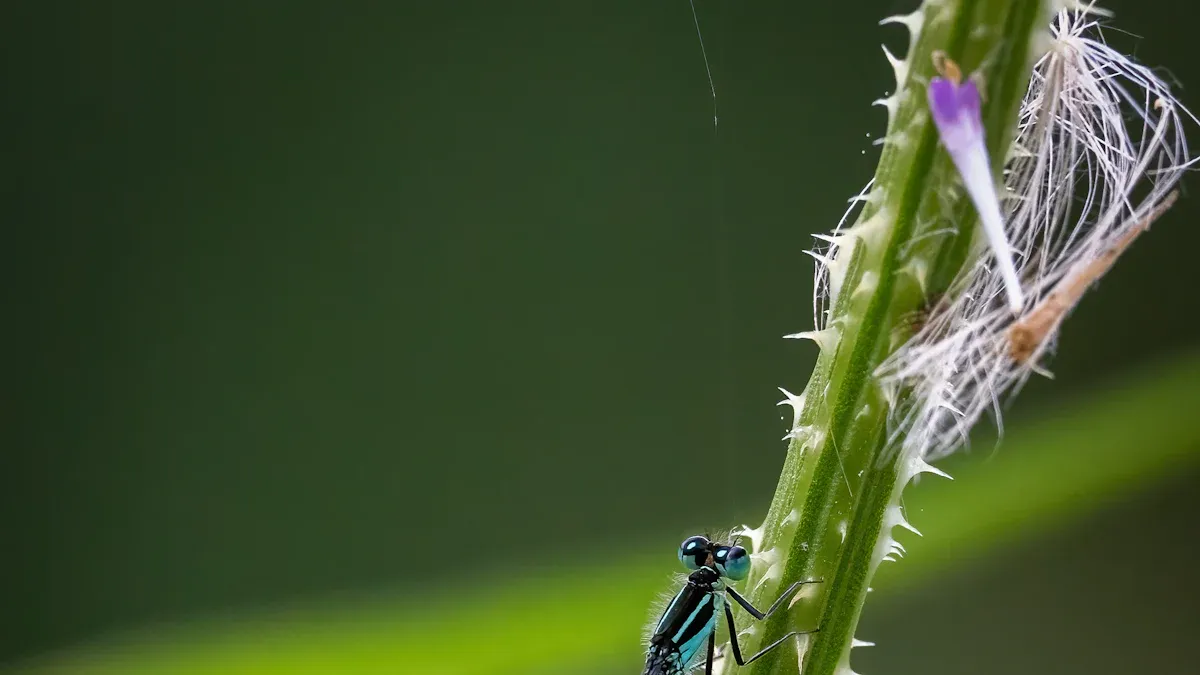 Little Bugs: Aphids