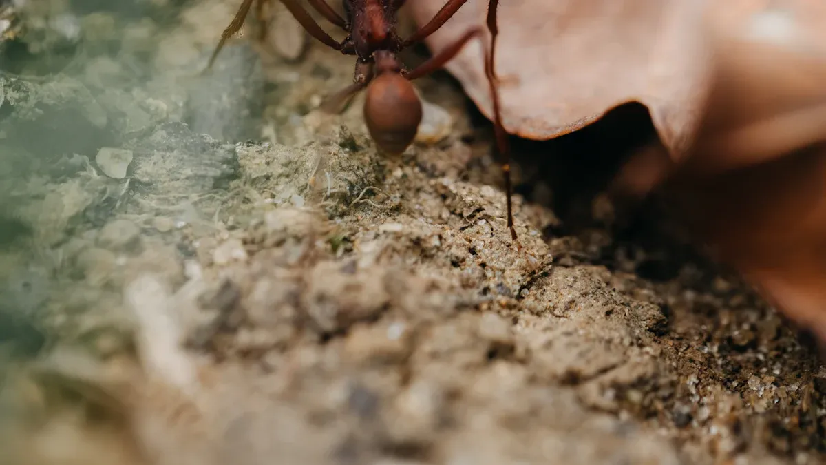 Get Rid of Mealybugs