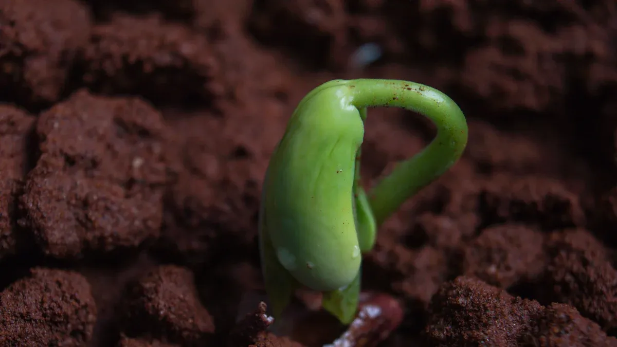 Germination Tips for Anemone Plant Seeds