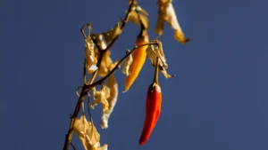 Thai Chili Plant Roots and Stems: In-Depth Guide for Successful Growth