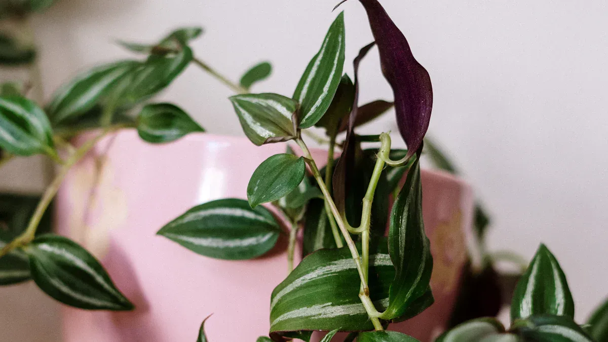 Why Are My Tradescantia Plant Leaves Turning Yellow?