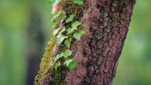 Varieties Of Vines That Grow On Trees: Climbers Guide