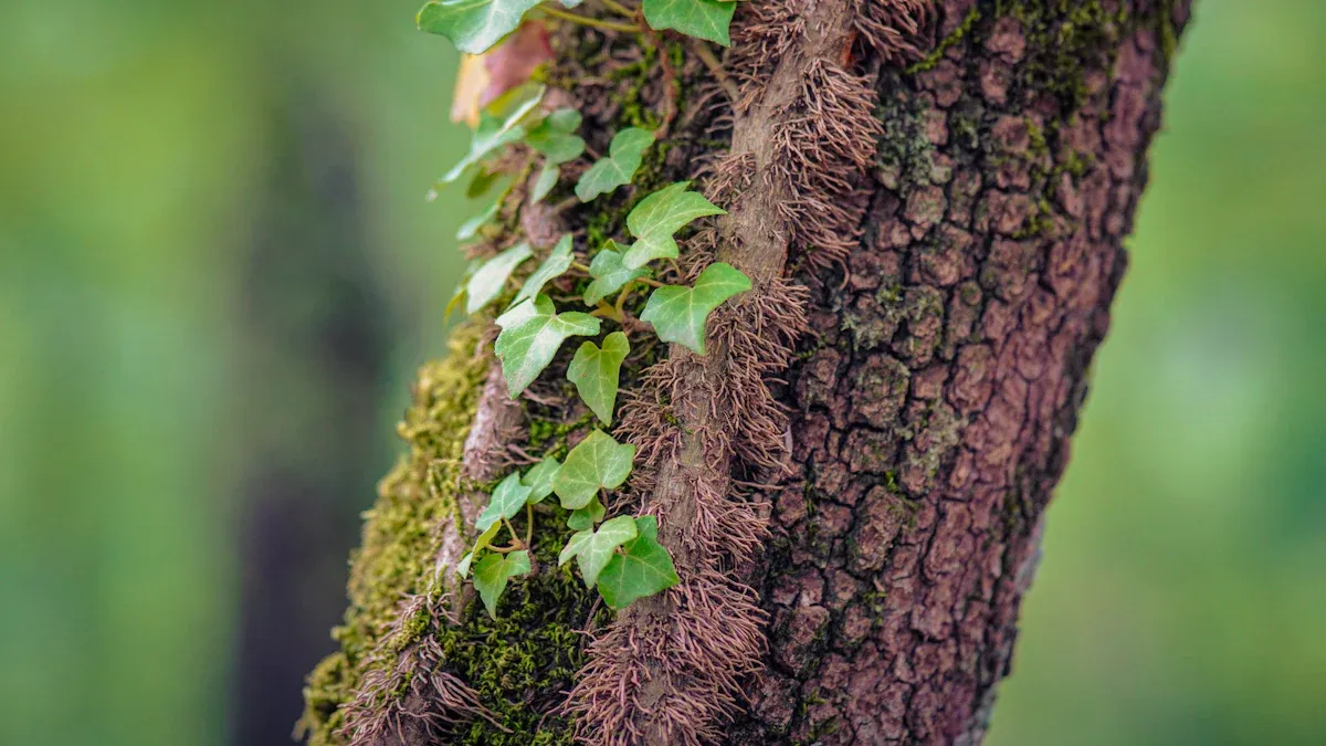 Varieties Of Vines That Grow On Trees: Climbers Guide