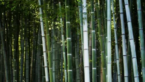 Top 5 Fastest Growing Bamboo Varieties