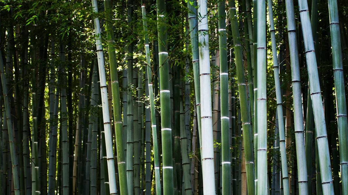 Top 5 Fastest Growing Bamboo Varieties