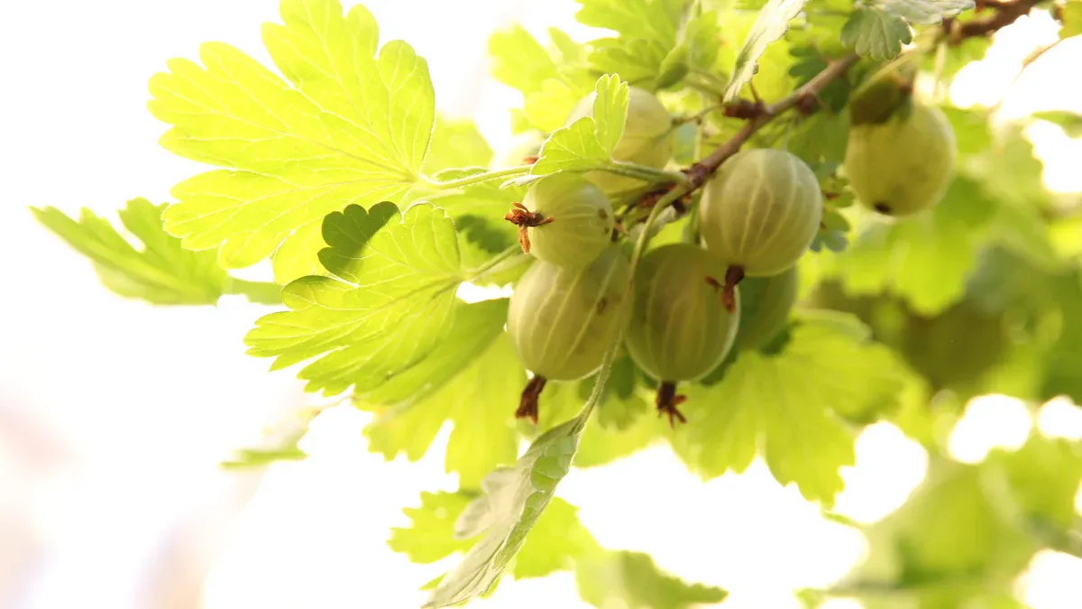 Fertilizing Your Gooseberry Plant
