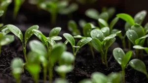 Choosing the Best Soil for Arugula Plants