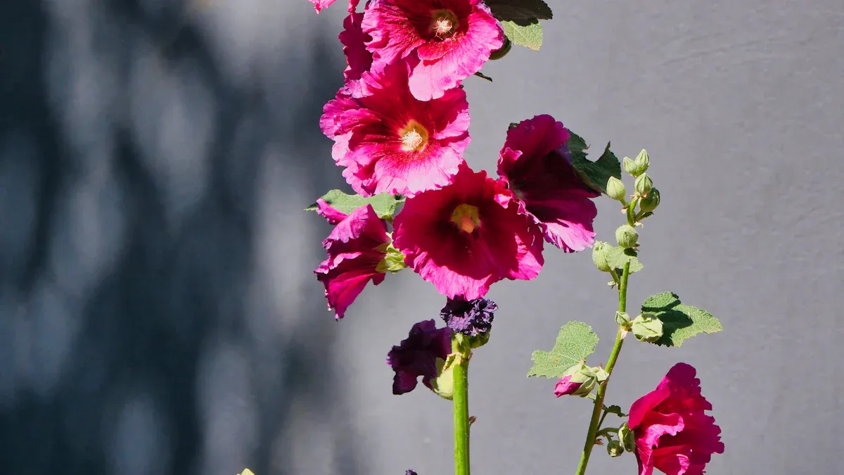 Hollyhock Plant Roots and Stems: A Comprehensive Guide to Healthy Growth