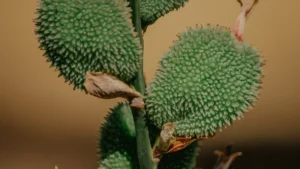 How to Propagate Euphorbia Plant the Right Way: Simple Steps for Success