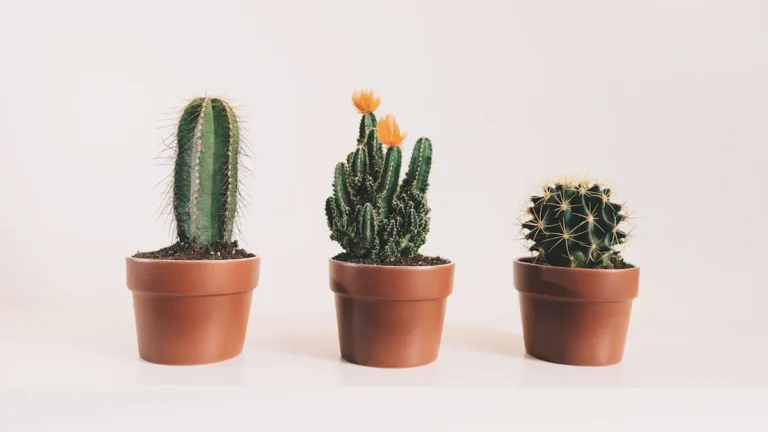 How to Get Rid of Ants on Cactus Plant