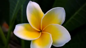 Plumeria Plant Size: Choosing the Right Size for Your Garden or Landscape