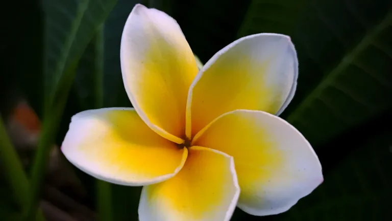 Plumeria Plant Size: Choosing the Right Size for Your Garden or Landscape
