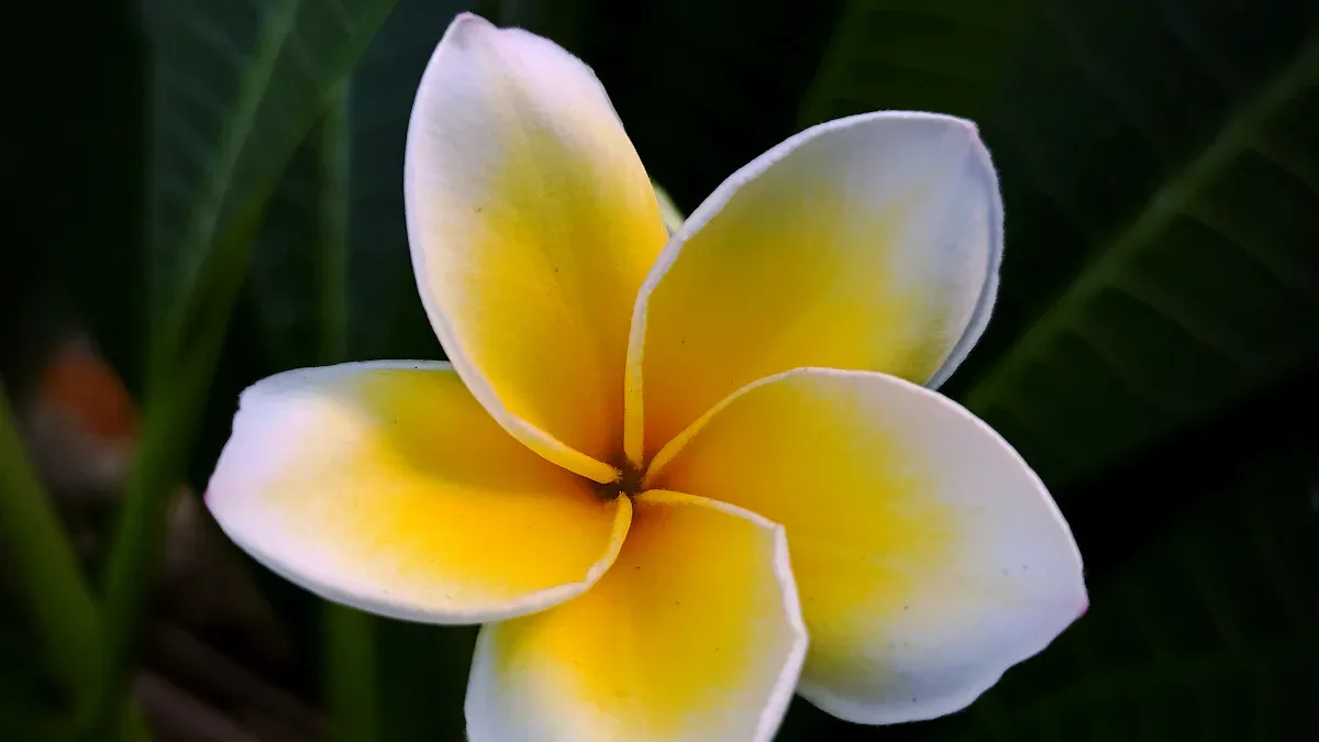 Plumeria Plant Size: Choosing the Right Size for Your Garden or Landscape