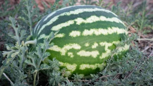 Best Watermelon Varieties To Grow At Home: Sweet Types