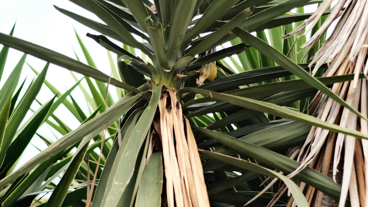 Don’ts for Fertilizing Your Yucca Plant