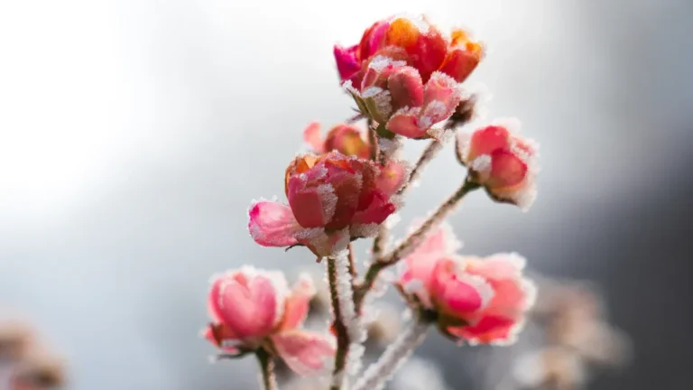 Best Flowers to Start Growing in Winter