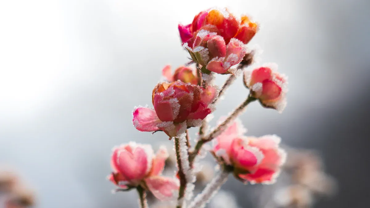Best Flowers to Start Growing in Winter