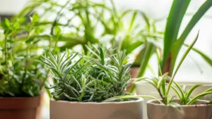 Romerillo Plant Benefits: Why You Should Grow This Unique Plant