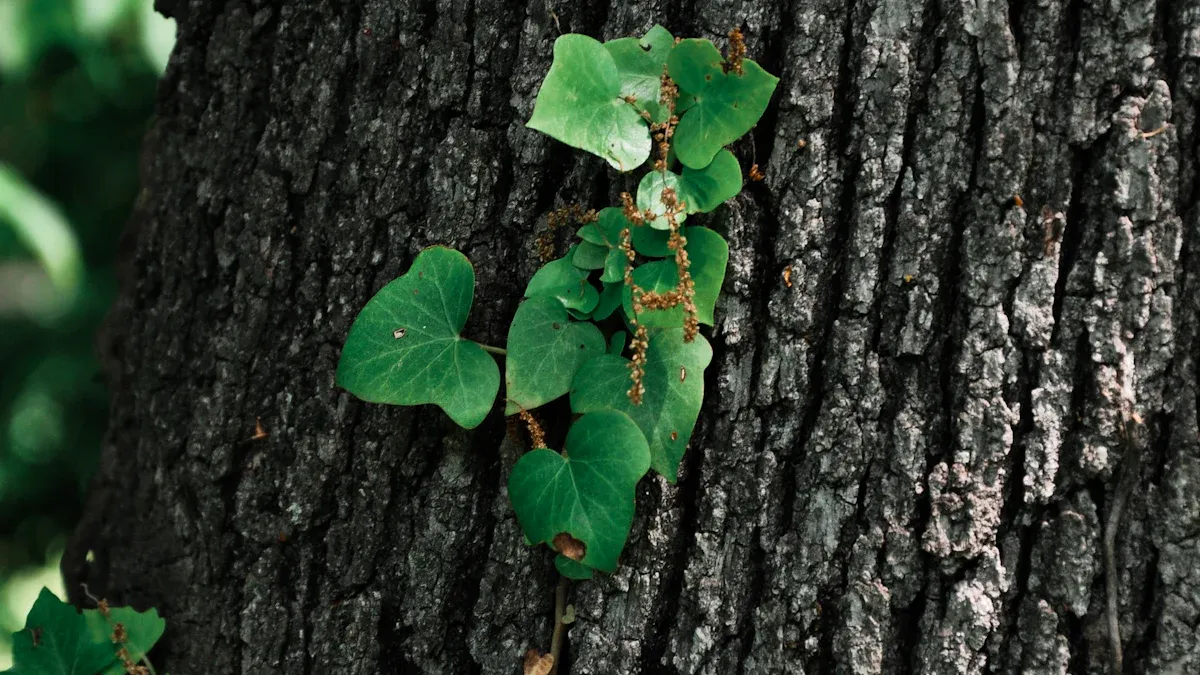 Understanding Vine Climbing Mechanisms