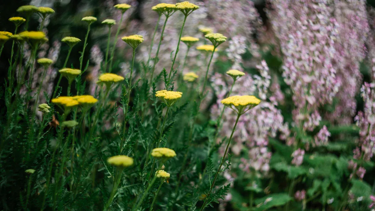 Ideal Planting Conditions for Yarrow