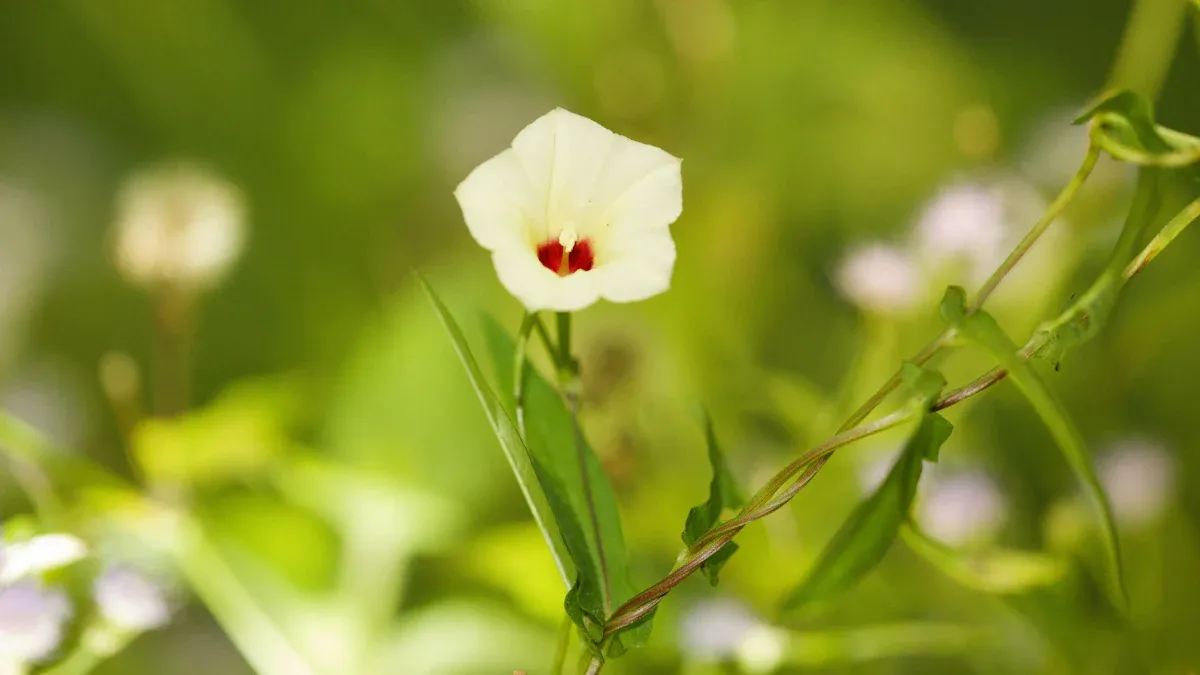 Causes of Morning Glory Plant Decline