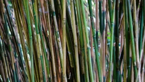 What’s Causing My Horsetail Reed Plant to Die?
