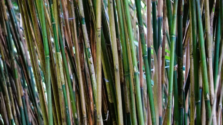What’s Causing My Horsetail Reed Plant to Die?