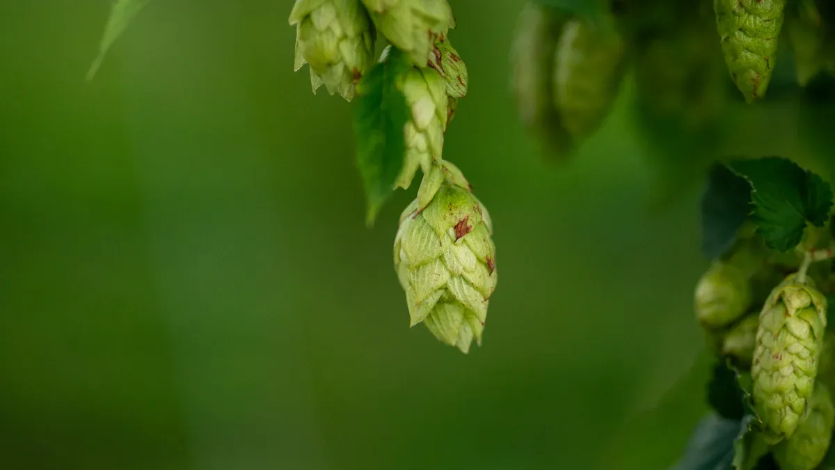 How Quickly Does Hop Plant Grow?