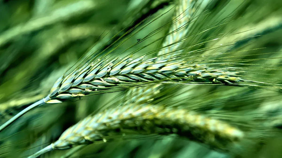 Using Cover Crops with Triticale: A Proven Method for Enhancing Soil Health