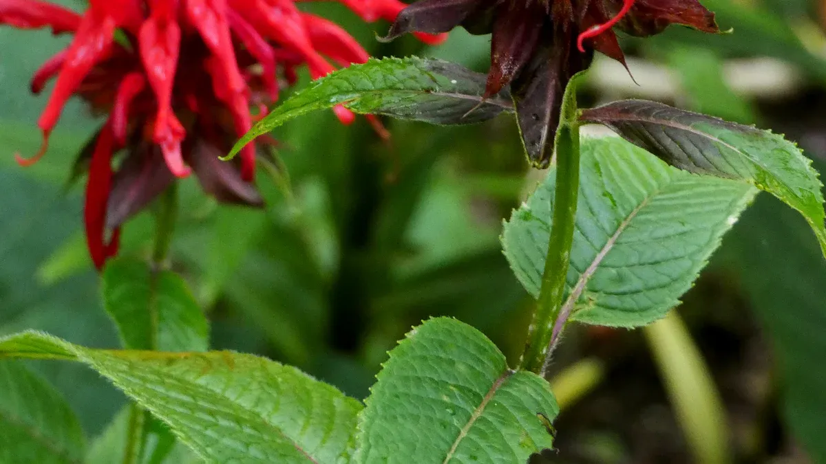 Managing Diseases in Bee Balm Flowers
