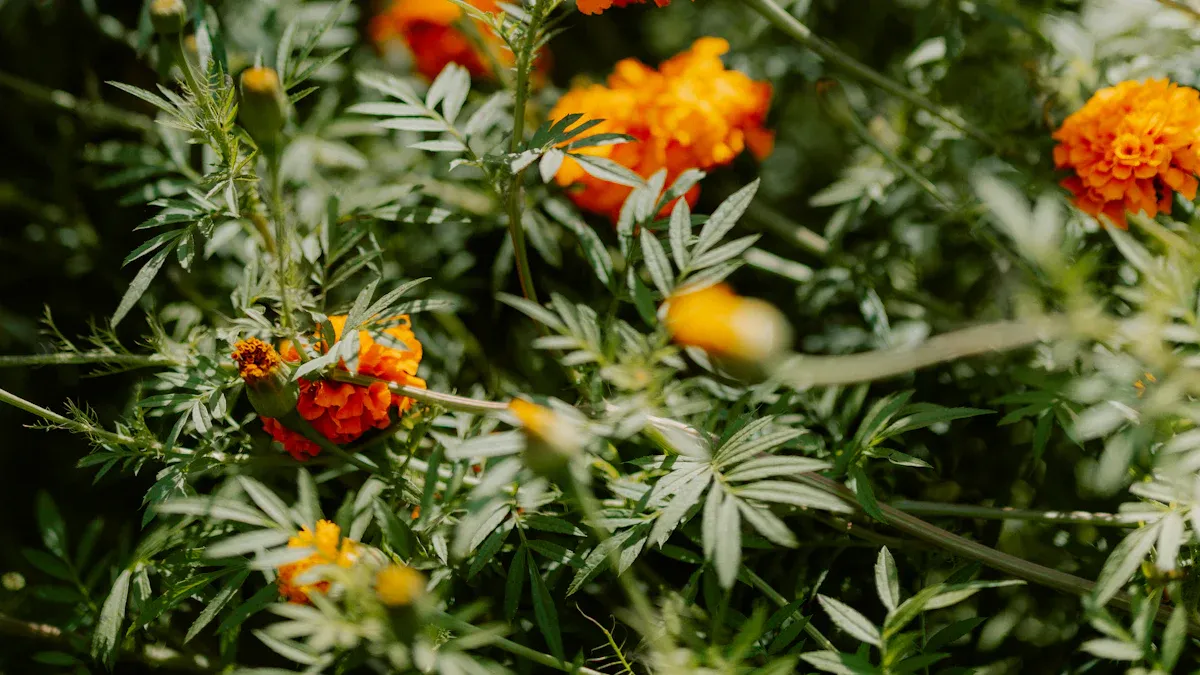 Keep Marigolds Blooming with Fertilization