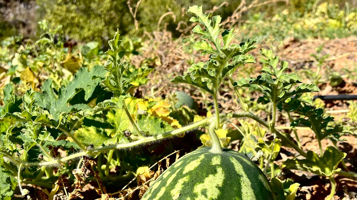 Tips for Growing Sweet Watermelon at Home