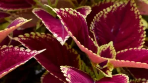 How to Care for Iron Cross Plant: Essential Care Tips for Healthy Growth