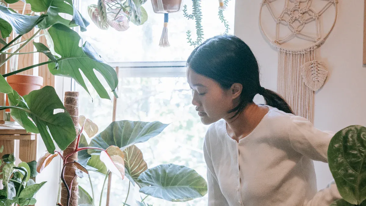 Watering Streptocarpus
