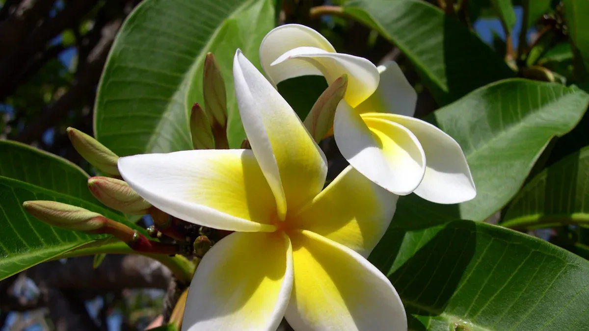 Plumeria Sizes